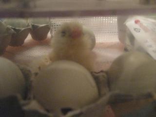 34342__16_hatching.jpg