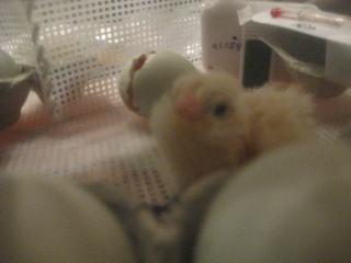 34342__18_hatching.jpg