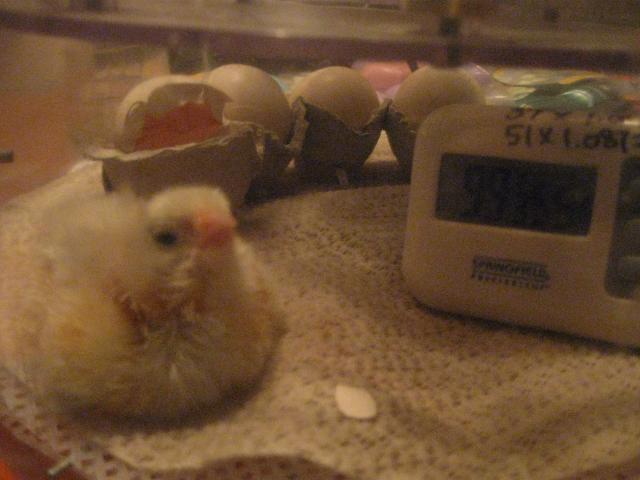 34342_bator1-1st_chick-henrys_eggs.jpg