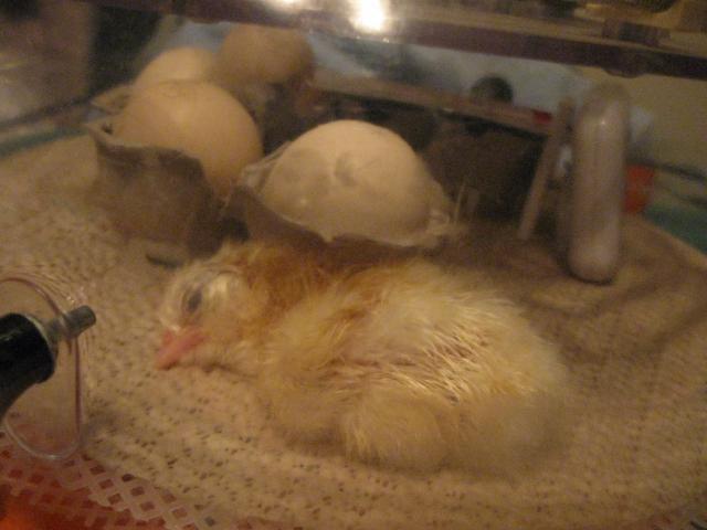 34342_bator2-1st_chick-henrys_eggs.jpg