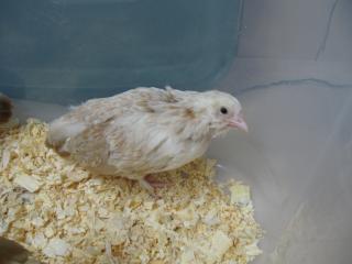 34342_born_3-18-10_lighter_pullet.jpg