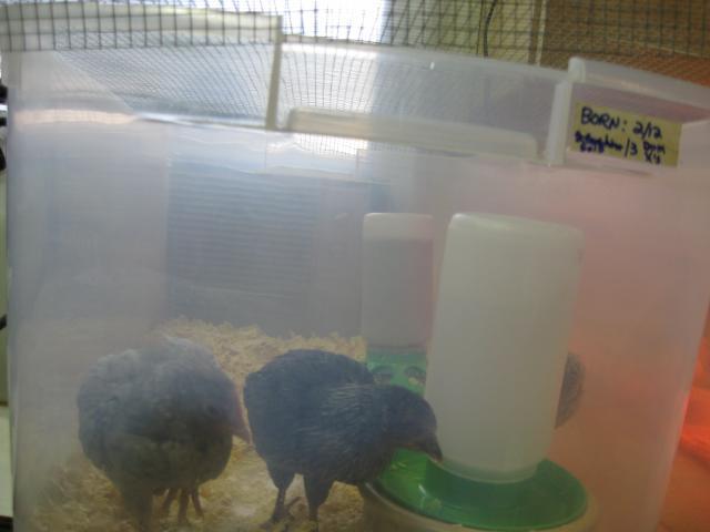 34342_brooder-no_heat_lamp.jpg