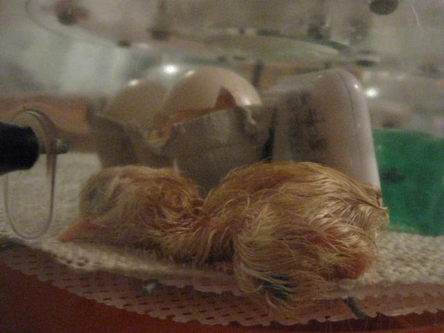34342_chick_1_.jpg