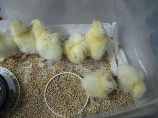 34342_my_eggs_1_2_batch.jpg