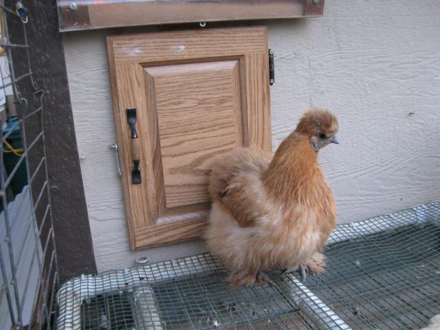 34342_sukie_the_silkie_3-23-10.jpg