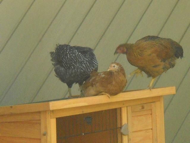 34346_chickens_123.jpg