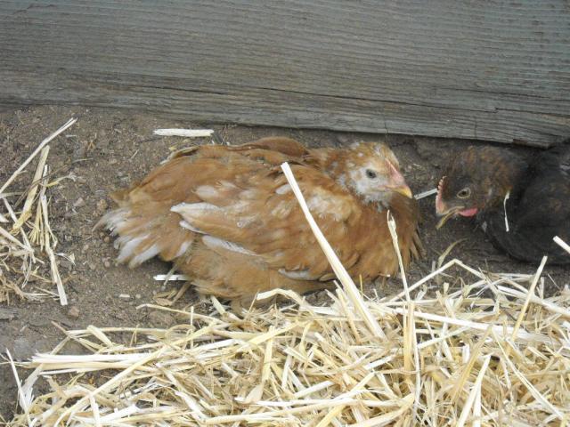 34346_chikins_168.jpg