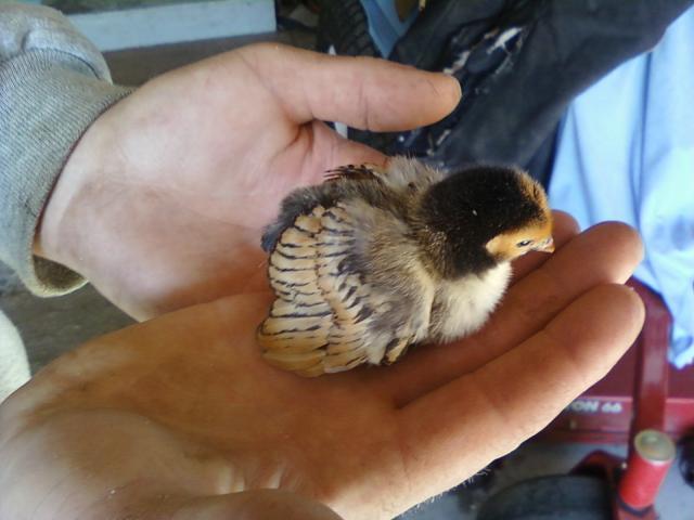 34391_bantam_chick-mffh.jpg