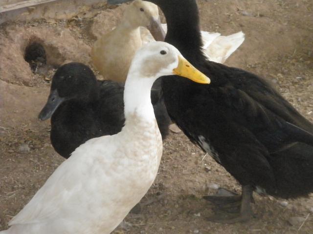 34412_ducks_galore_010.jpg