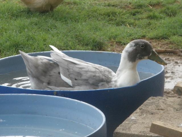 34412_ducks_galore_112.jpg