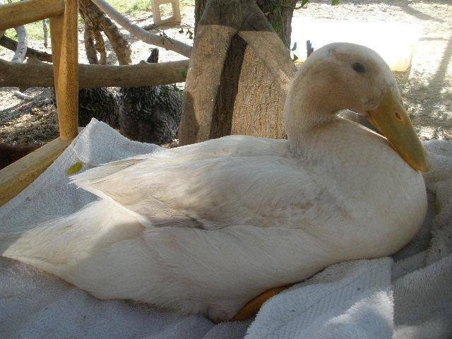 34412_dux_050.jpg