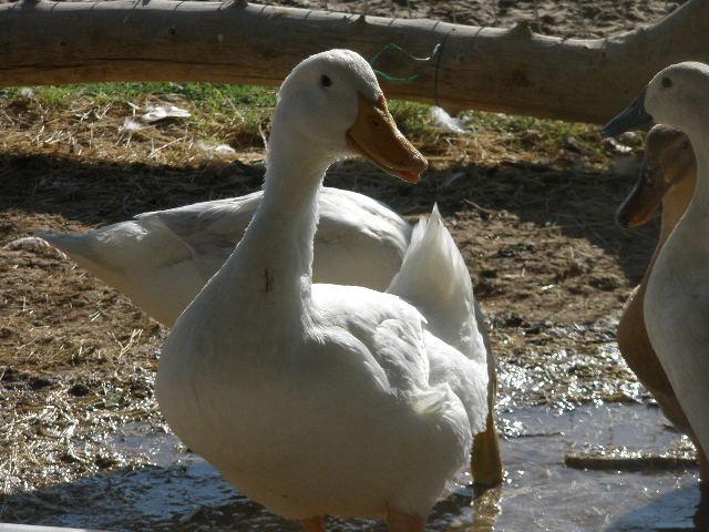 34412_dux_067.jpg