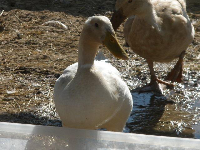 34412_dux_071.jpg