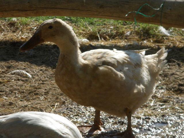 34412_dux_072.jpg