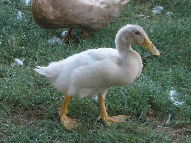 34412_snake_ducks_and_anna_boo_021.jpg