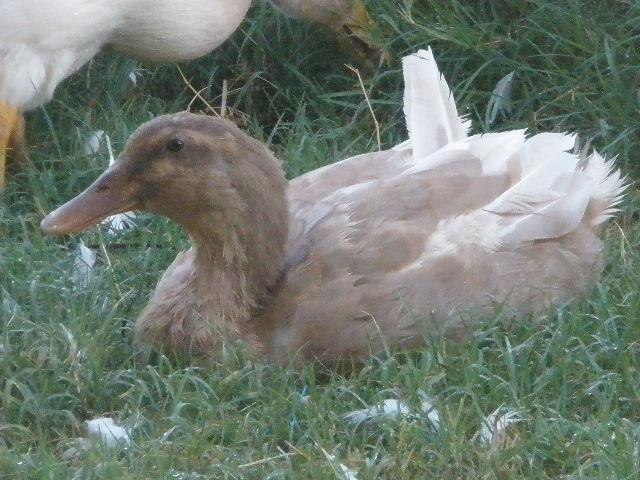 34412_snake_ducks_and_anna_boo_052.jpg