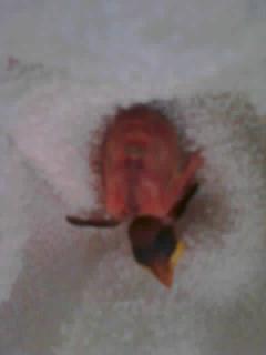 34412_sparow.jpeg