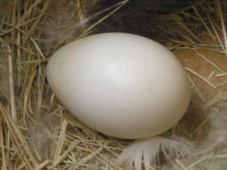 34412_wilma_and_duckling_014.jpg