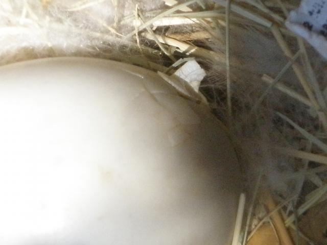 34412_wilma_and_duckling_015.jpg