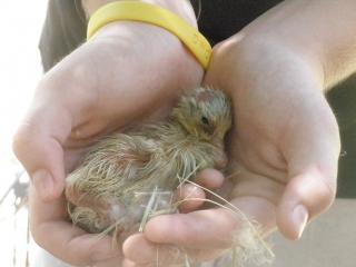 34412_wilma_and_duckling_030.jpg