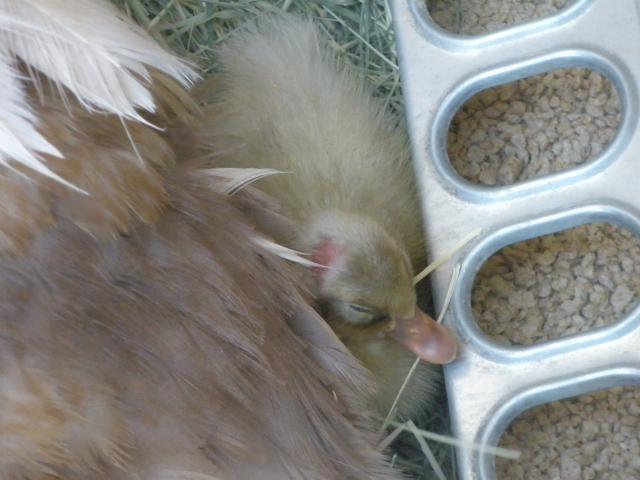 34412_wilma_and_duckling_103.jpg