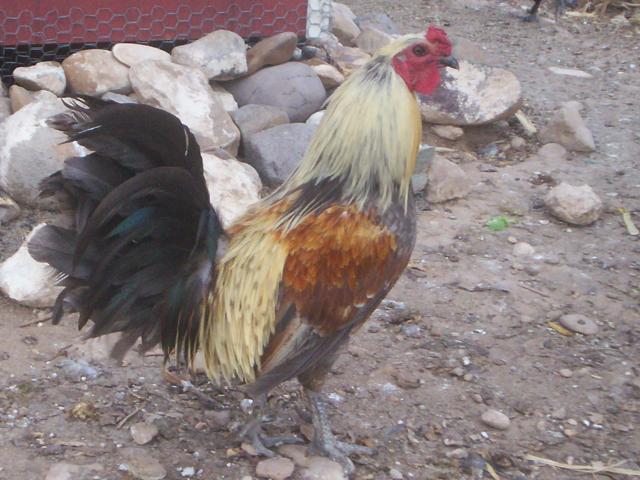 34438_013.jpg