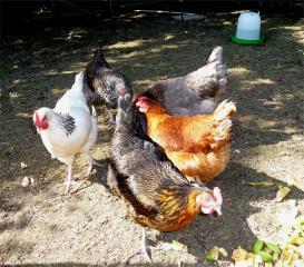 34439_chickens3.jpg