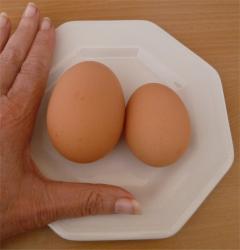 34439_eggs2.jpg