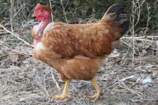 34450_chickens_049.jpg