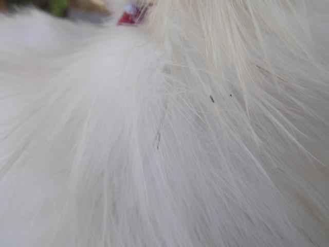 34503_10-31_009.jpg