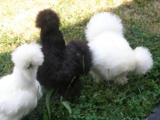 34503_car_and_chickens_034.jpg