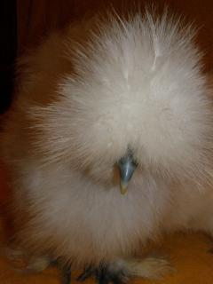 34503_polston_birds_1-07-11_007.jpg
