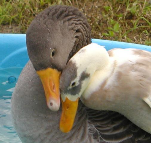 34530_ducks_geese_028.jpg