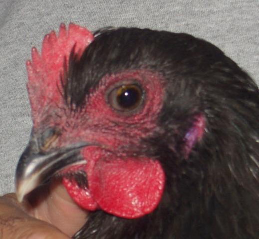 34537_fiona_head.jpg