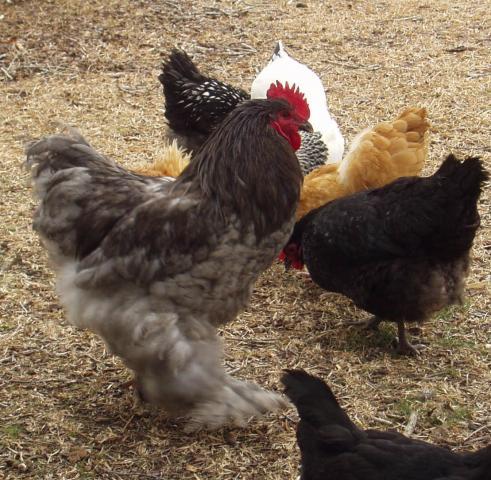 34537_otis_and_the_girls.jpg
