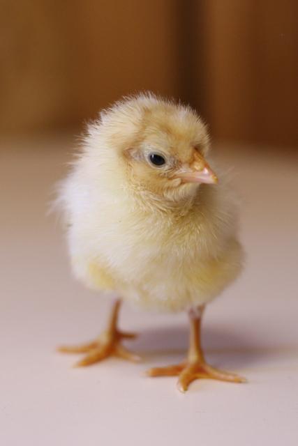 34566_1chick_1_of_1.jpg