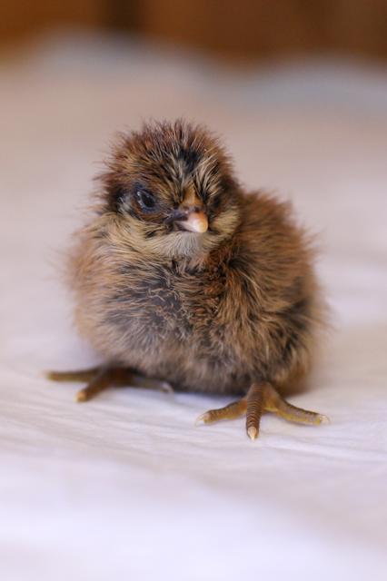 34566_2chick_1_of_1.jpg