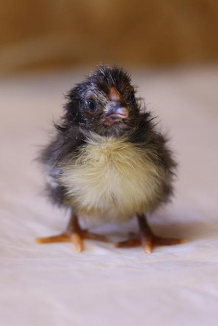 34566_3chick_1_of_1.jpg