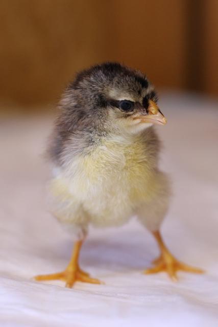34566_4chick_1_of_1.jpg