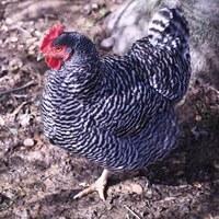 34566_animals-8.jpg