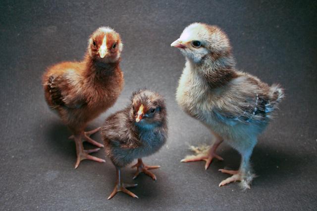34566_babies.jpg