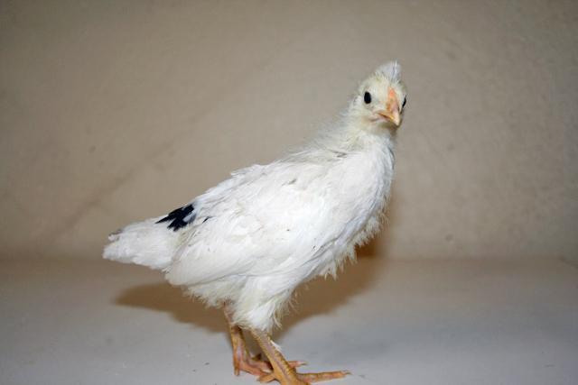 34566_baby1a.jpg
