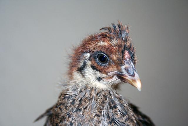 34566_baby2.jpg