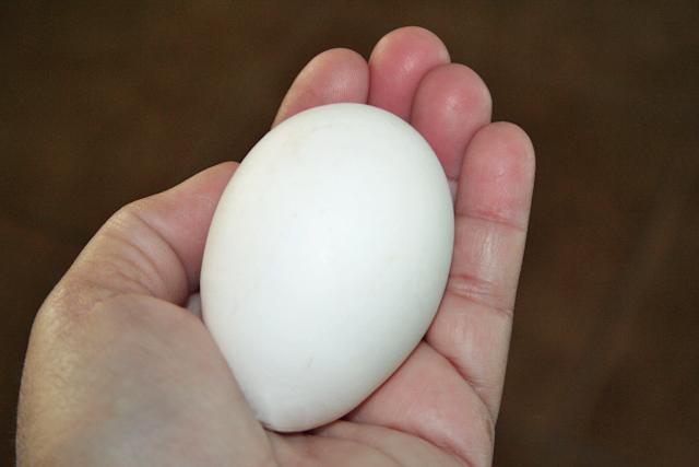 34566_bif_whiteegg.jpg