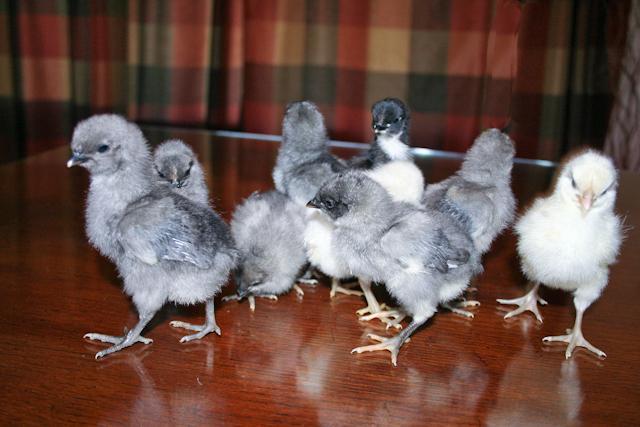 34566_blue_isbar_babies.jpg