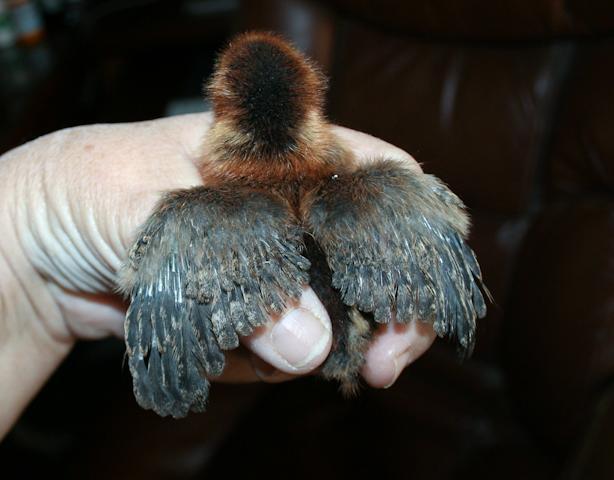 34566_brooder-4.jpg