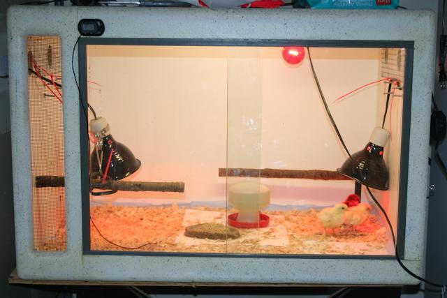 34566_brooder-5.jpg