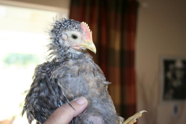 34566_brooder-6.jpg