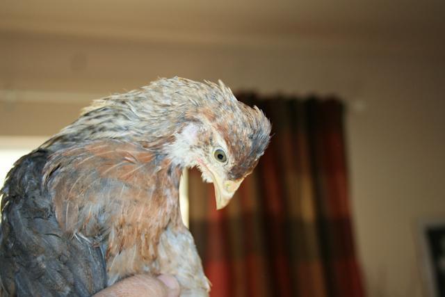 34566_brooder-7.jpg