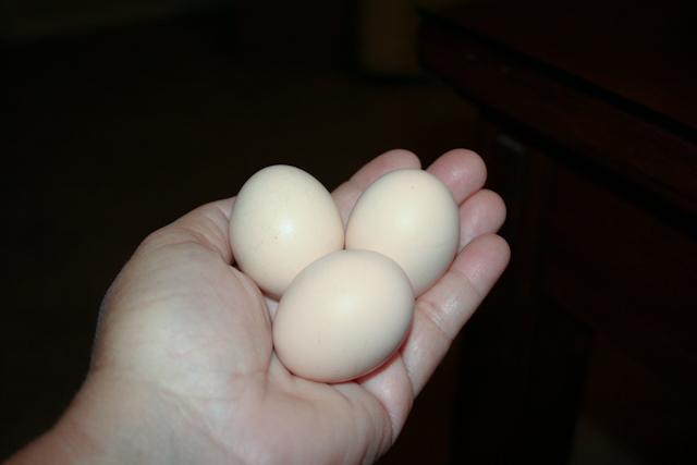 34566_burger9102011-11.jpg